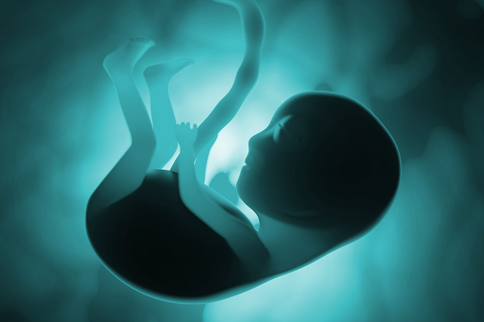 Intelligenza artificiale: arriva il primo ologramma 3D dell'embrione che cresce