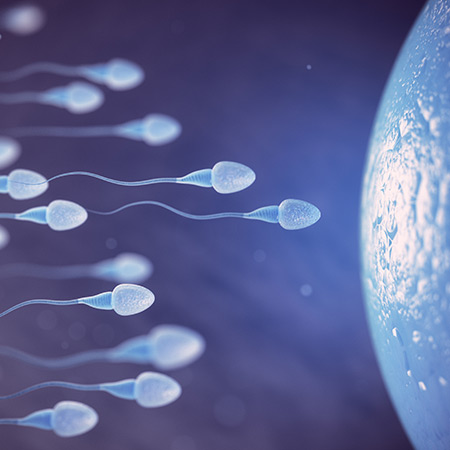 Il viaggio degli spermatozoi