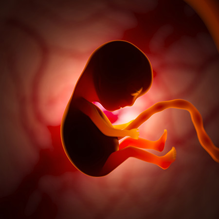 L’embrione e lo sviluppo del bambino