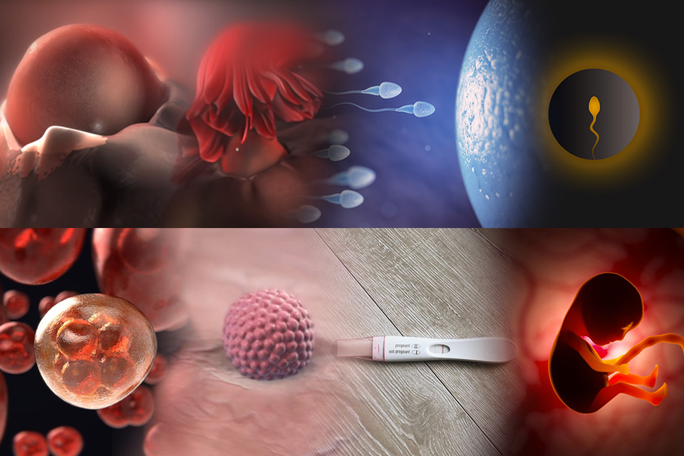Concepimento: dall’ovulo all’embrione in 8 step 